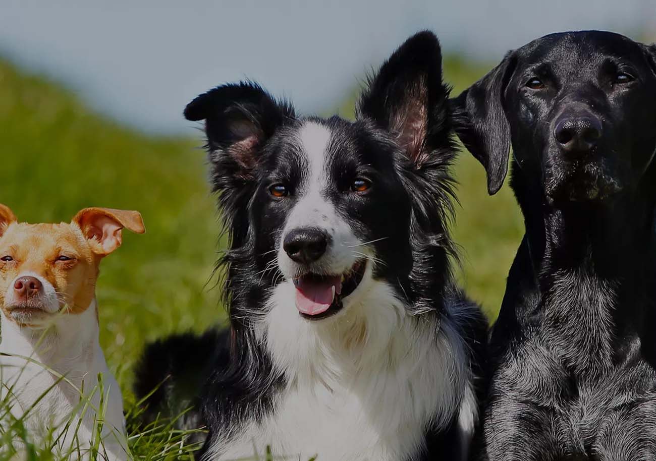 Hannover con Mascotas: Una Aventura Pet-Friendly en el Norte de Alemania